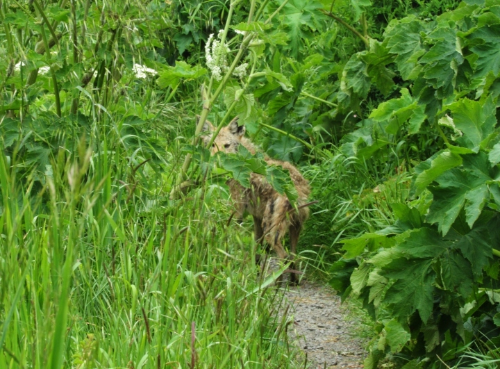 Coyote